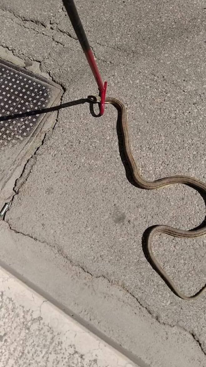 CANOSA: SERPENTE CERVONE NEL CENTRO URBANO RECUPERATO DALLE GUARDIE ECOZOOFILE ANPANA