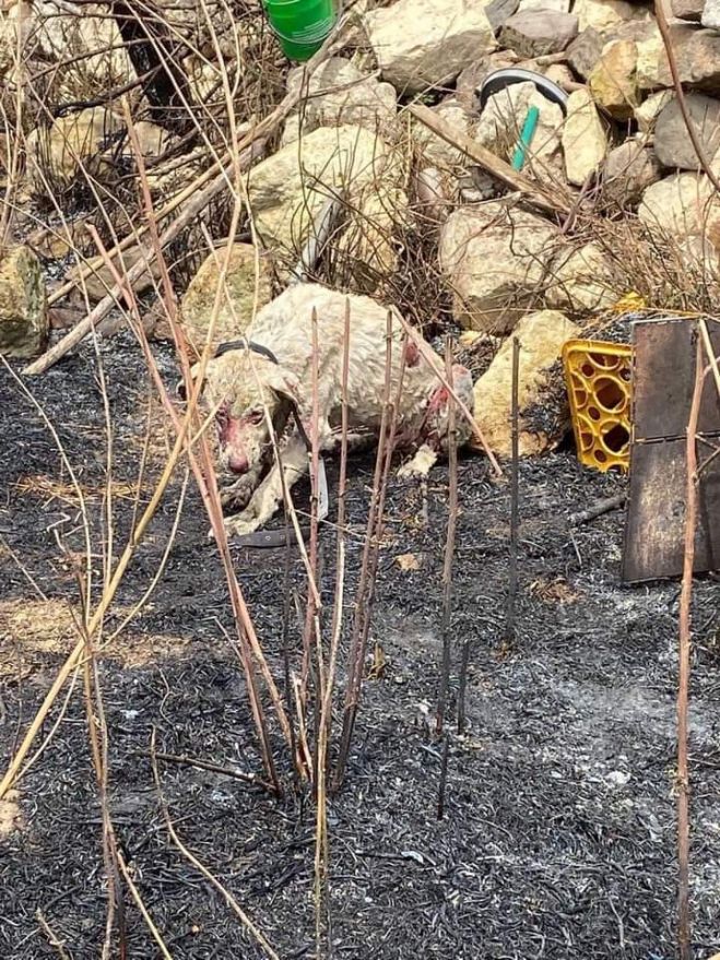 Solidarietà e vicinanza ai concittadini Sardi per la Natura e le risorse andate distrutte!