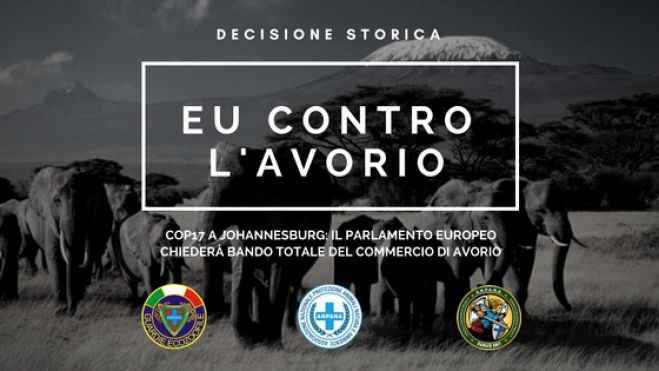 L&#039;Europa unita contro il commercio d&#039;avorio: votato bando totale.