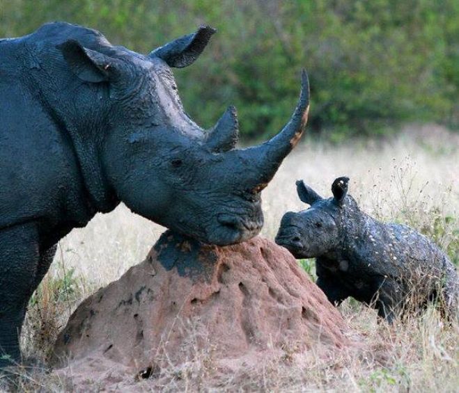Rinoceronte con Cucciolo