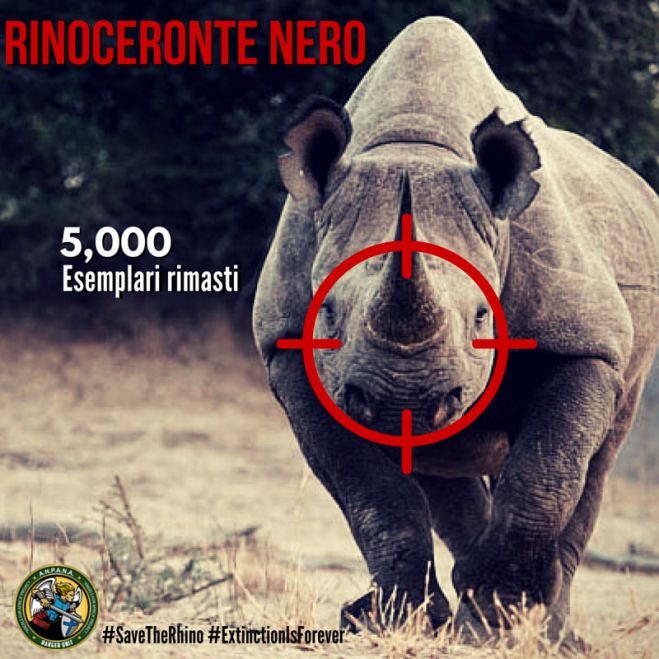 Rinoceronte Nero Infografica