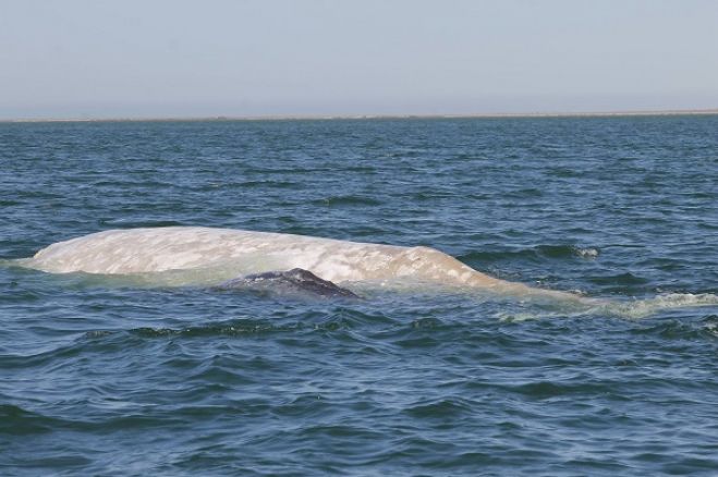 Balena albina avvistata al largo delle coste del Messico