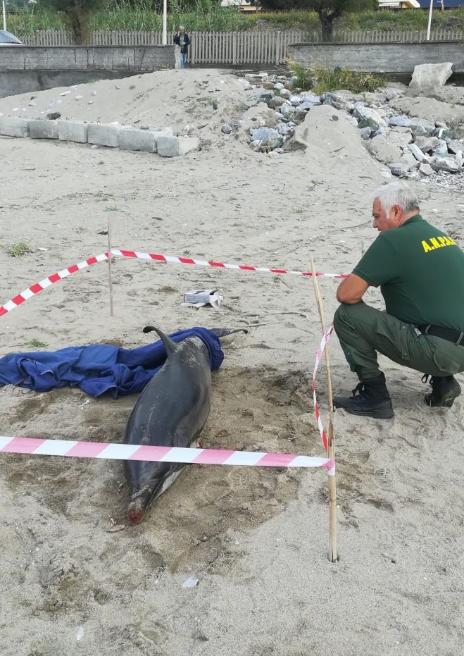 Belvedere, una Stenella trovata senza vita sulla spiaggia