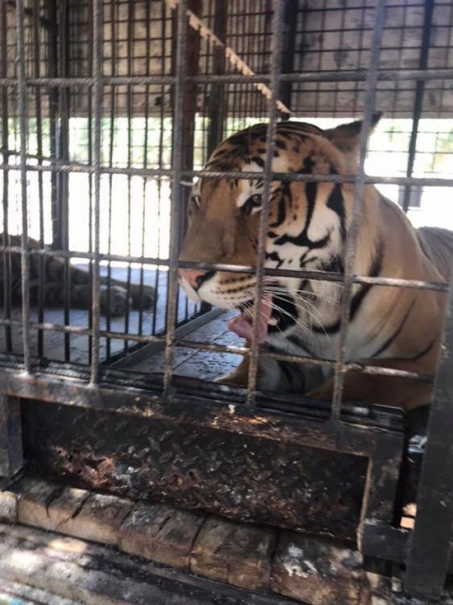 ZOO DI FASANO - SEQUESTRO TIGRI - SI CERCANO SOLUZIONI ALTERNATIVE