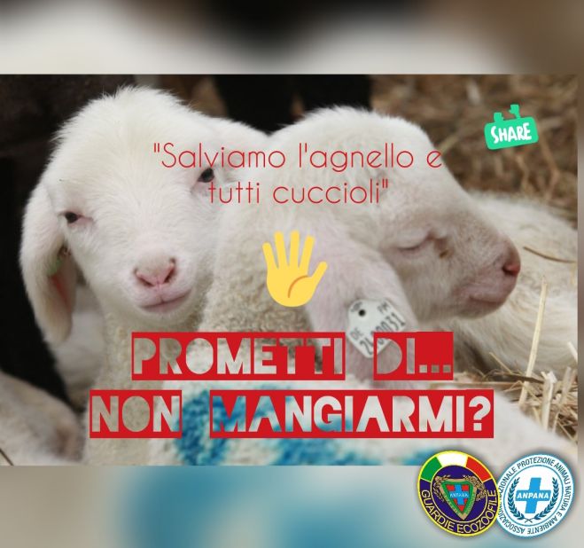 Frosinone a Pasqua e sempre &quot;Salviamo l&#039;agnello e tutti i cuccioli&quot;