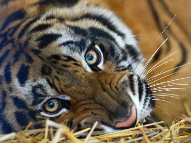 La giornata mondiale della tigre( rischio estinzione)