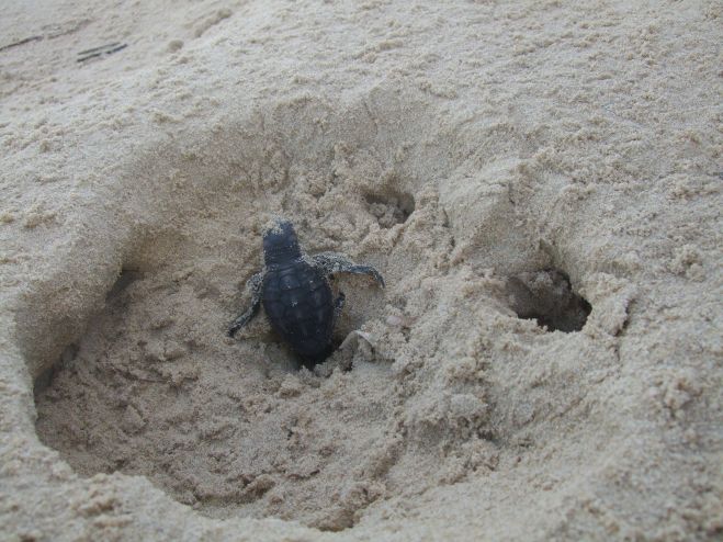 ++SARDEGNA++ Villasimius, sono nate 63 tartarughine Caretta Caretta