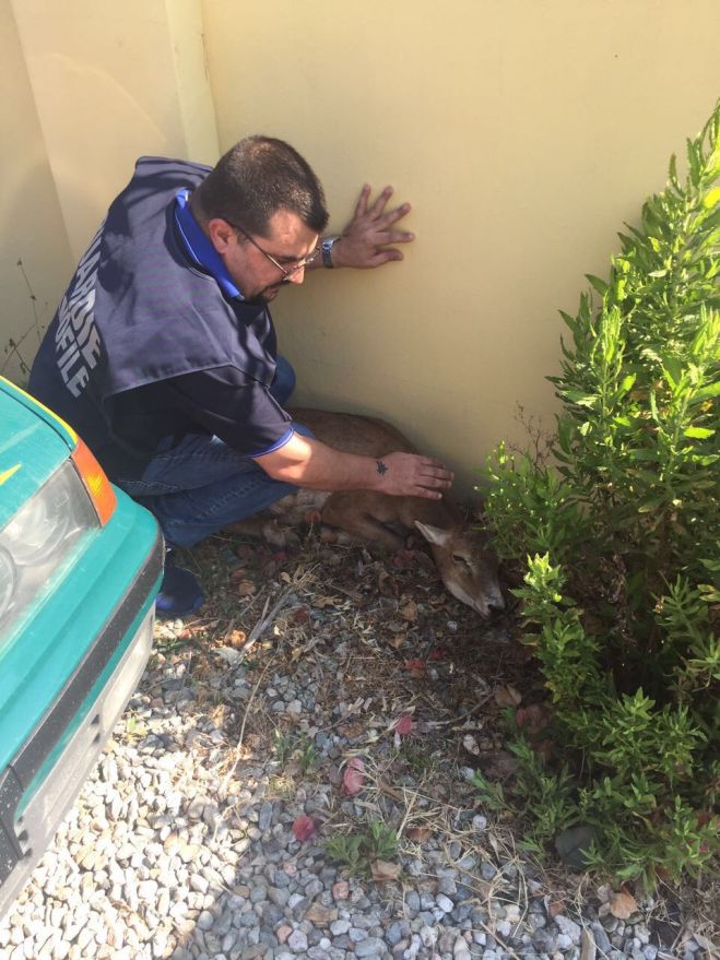 Porto Frailis, (Sardegna) cerbiatto aggredito dai cani randagi salvato da un commissario ANPANA