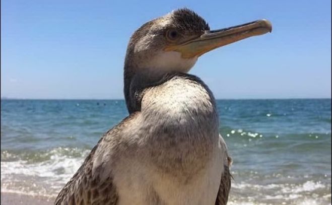 Sardegna+Un pulcino di "Marangone dal ciuffo" tra i bagnanti a Torregrande