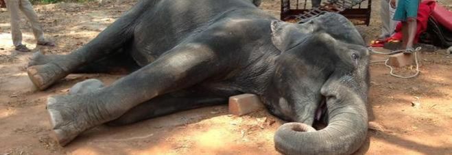 Thailandia, elefante muore di stanchezza mentre trasporta i turisti
