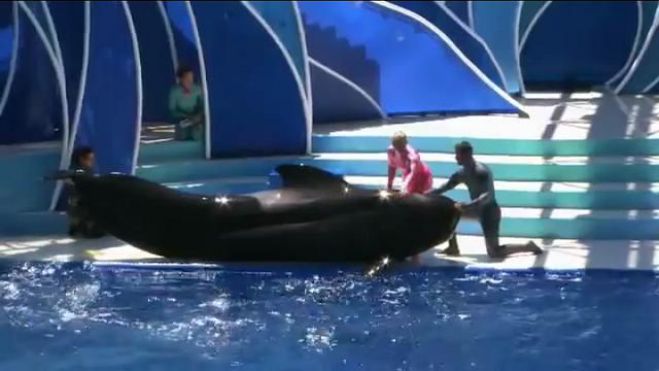 E' morta Bubbles, la balena catturata 50 anni