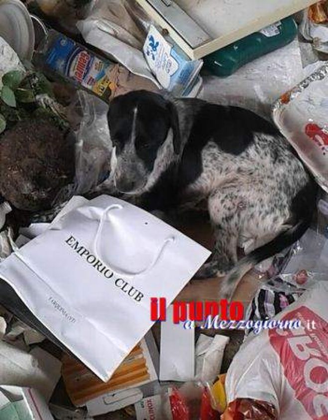 ++Gettano il cane vivo in discarica come fosse un rifiuto, lo salva l’Anpana++