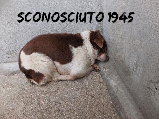 ADOZIONE del Cuore - Sconosciuto 1945 – il dolore di un cane - guarda il video -