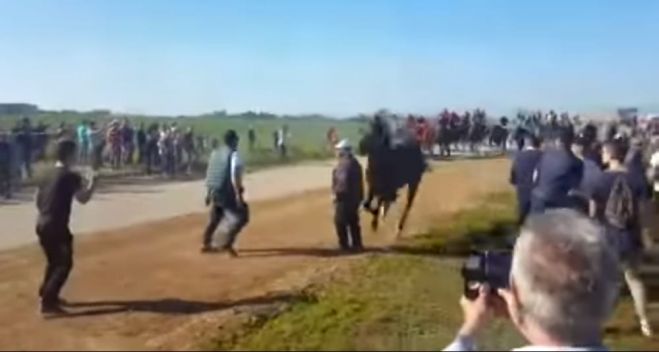 CORSA DEI BUOI DI CHIEUTI. TRAVOLTO DA UN CAVALLO E CALPESTATO DAI BUOI.