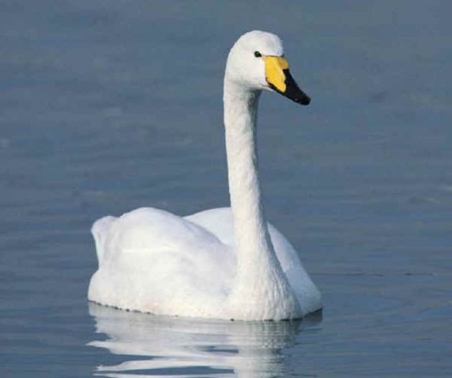 Mantova - Cigno ferito - intervogono i volontari