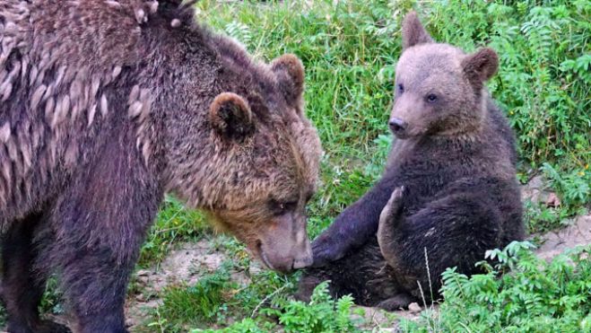 Comunicato Stampa Jj4 - Ordine dei Veterinari