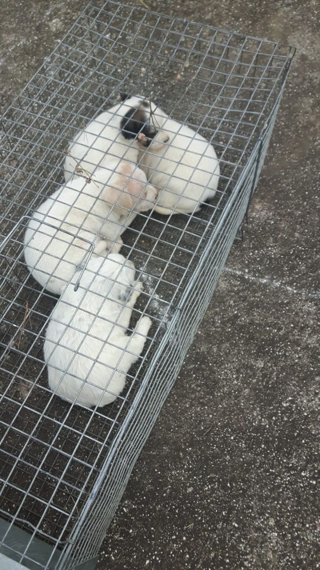 Cassino - Frosinone - salvati 5 cuccioli - recupero rocambolesco