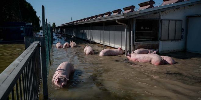 Il nostro pensiero anche agli animali nell'alluvione