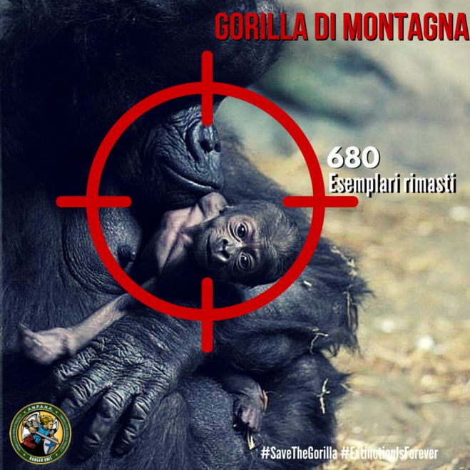Gorilla di Montagna: il nostro parente più prossimo si sta estinguendo