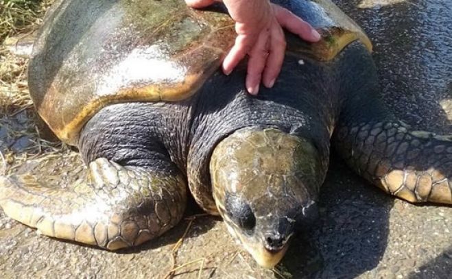 Capo Frasca, tartaruga allo stremo salvata dai pescatori e dalla Forestale