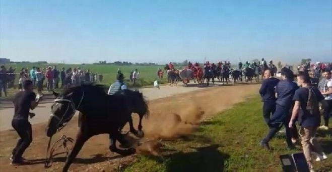 Corsa dei Buoi di Chieuti - A.N.P.A.N.A. e C.E.D.A. attendono l&#039;esito del processo.