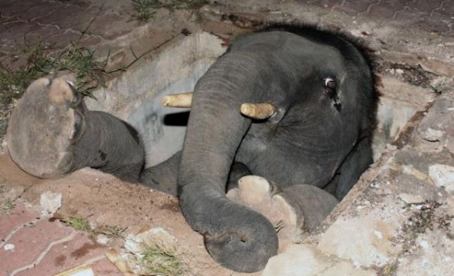 Il commovente salvataggio di un elefantino finito in un canale di scolo