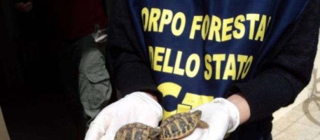Una valigia piena di tartarughe abbandonata nel Modenese