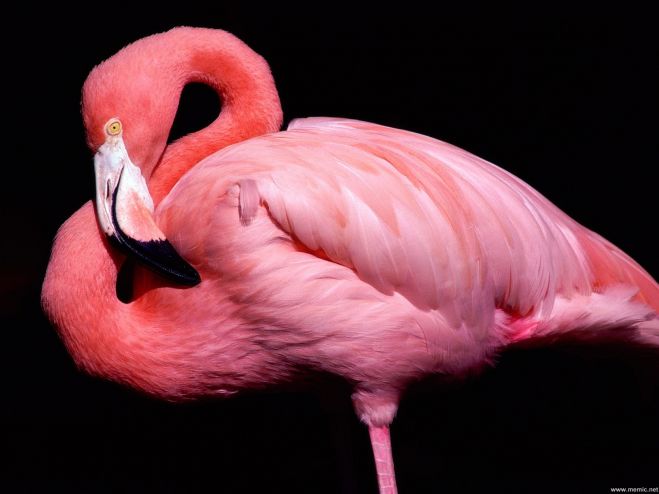 Bari, c&#039;è un fenicottero a spasso sul lungomare: i volontari lo salvano