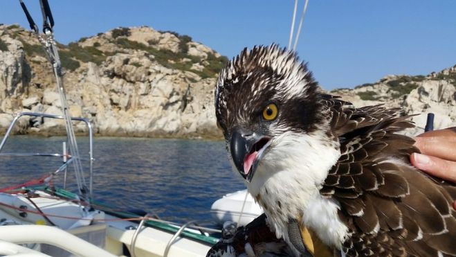++Muore il falco pescatore salvato dallo skipper Andrea Mura++