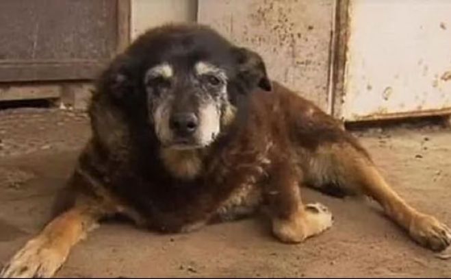 Addio a Maggie, il cane più vecchio del mondo: aveva 30 anni