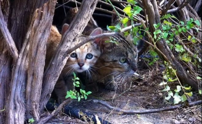 +++Cagliari, caccia al killer dei gatti: +++