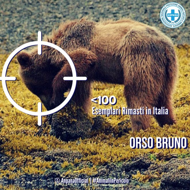 #AnimaliInPericolo: l'orso bruno rischia di scomparire dall'Italia