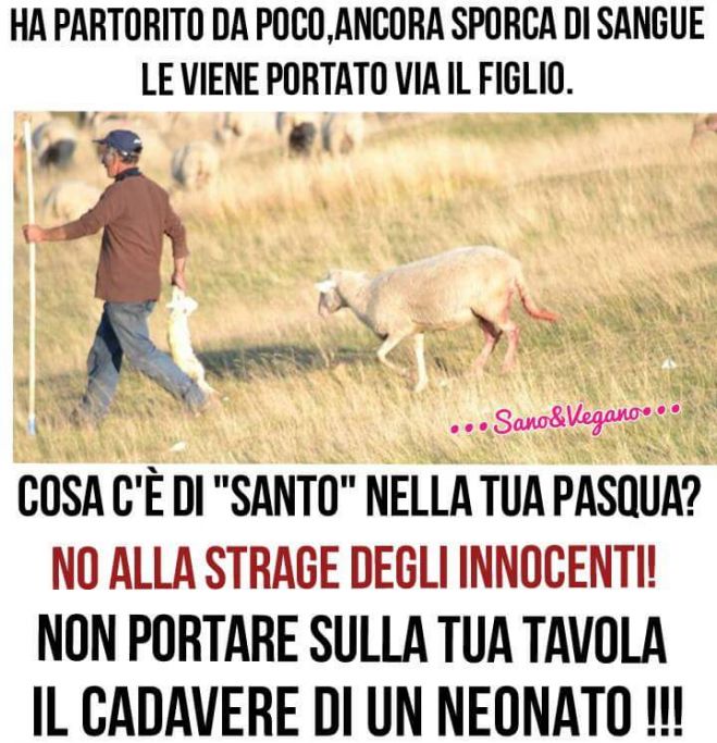 LASCIAMOLI VIVERE IN PACE !