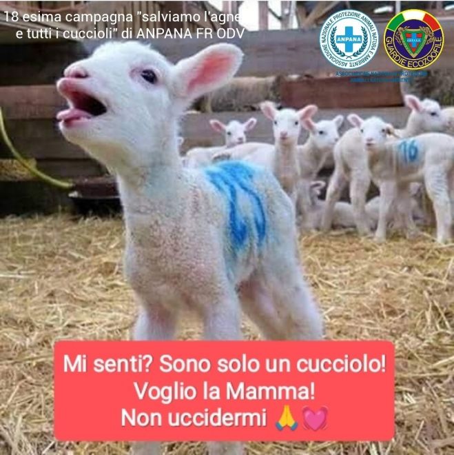 Frosinone - Salviamo l&#039;Agnello e tutti i cuccioli