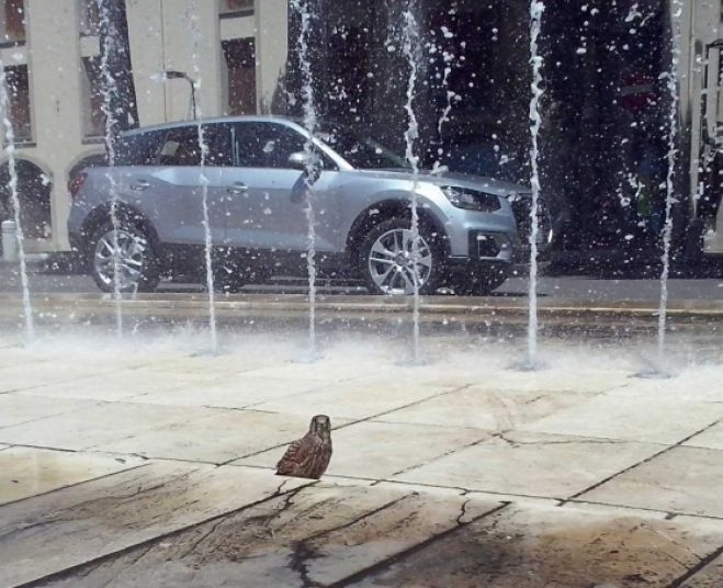 Oristano, un falchetto fa il bagno nella fontana