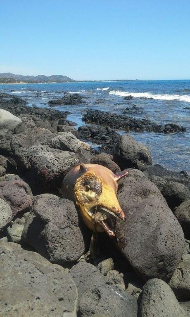 Ancora un delfino mutilato nelle spiagge di Orosei