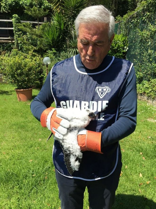 Albano: i volontari Anpana salvano cucciola di Falco Pellegrino caduta dal nido