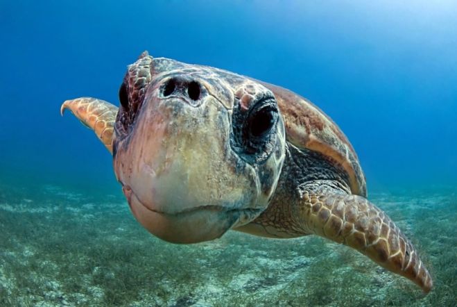 ANPANA Taranto, WWF, Greenrope, insieme per le Caretta Caretta