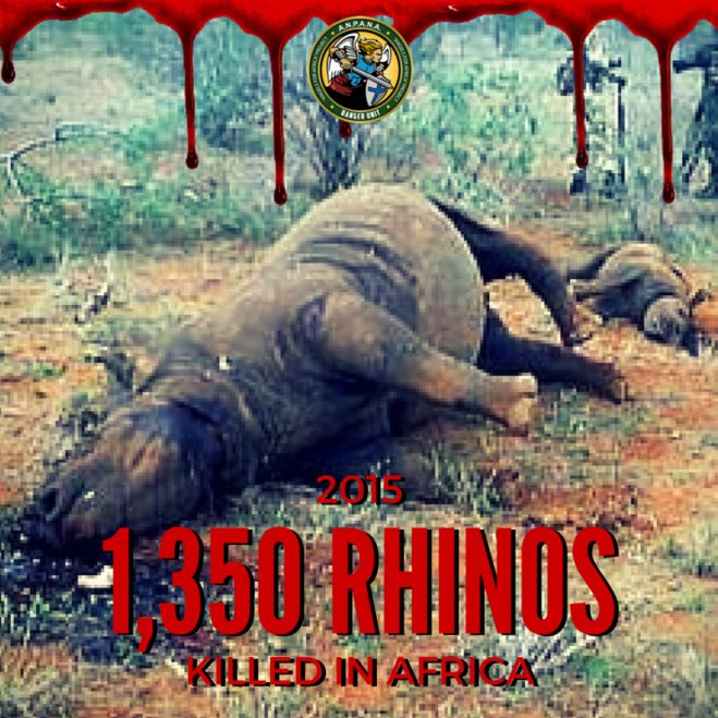 1350 rinoceronti uccisi in Africa nel 2015: la strage continua