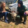 Tertenia, oggi microchip gratuiti per gli amici a quattro zampe. Delogu: «Atto d’amore»