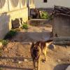Crotone. Scattano le denunce per maltrattamento di animali