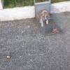 Cassino - Frosinone - salvati 5 cuccioli - recupero rocambolesco