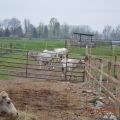 Giunto al Termine il Maltrattamento dei Bovini di Brossasco (CN)