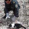 ANPANA Rutigliano, salva un gatto da morte certa