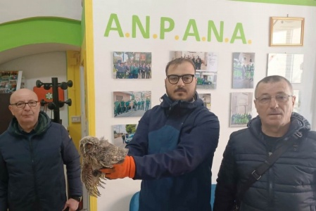 Salvato un pullo di gufo