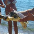 Bari sardo  (Ogliastra) : Caretta caretta (Linnaeus, 1758) La comune tartaruga marina del mediterraneo