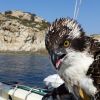 ++Muore il falco pescatore salvato dallo skipper Andrea Mura++