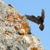 Il mondo degli animali selvatici della Sardegna nelle foto di Daniele Lorrai
