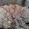 Cassinate – Continua l’impegno di ANPANA