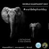 #WorldElephantDay | La giornata per gli elefanti in estinzione